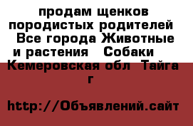 продам щенков породистых родителей - Все города Животные и растения » Собаки   . Кемеровская обл.,Тайга г.